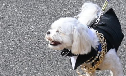 Discover Alabama’s most adorable Mardi Gras parade where the dogs steal the show